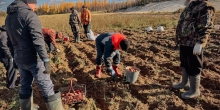 Владыка Феодосий и прихожане храма Архистратига Михаила собрали урожай картофеля